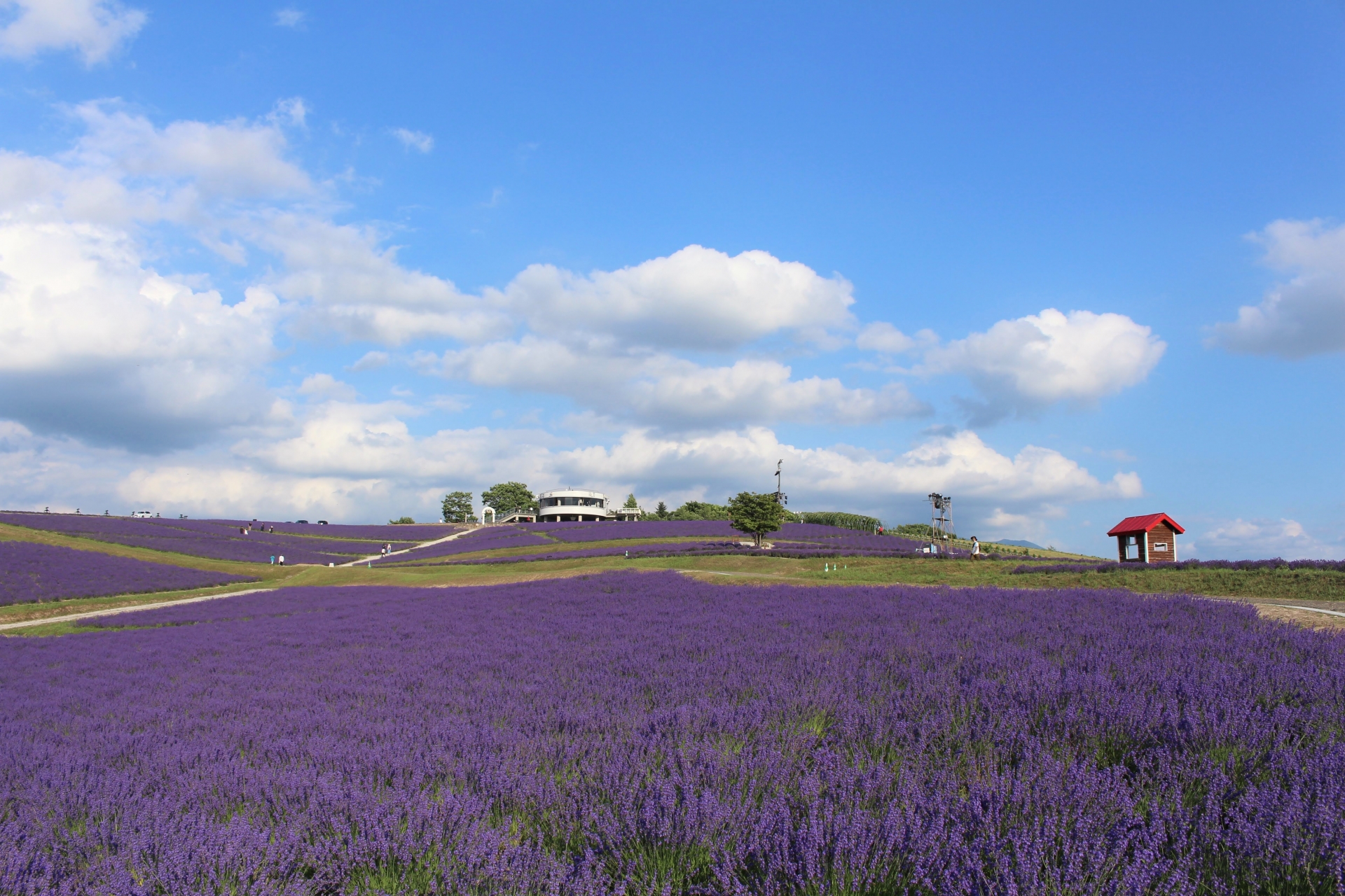 北海道 富良野・美瑛・トマム ペットと泊まれる宿（ホテル・旅館・ペンション・一戸建て）