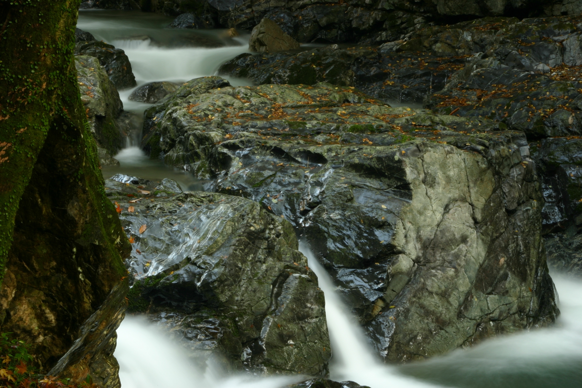 大阪府 摂津峡花の里温泉 ペットと泊まれる宿（ホテル・旅館・ペンション・一戸建て）